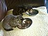 Click image for larger version. 

Name:	mms_img59164803.jpg 
Views:	26 
Size:	89.1 KB 
ID:	5786