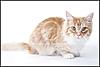 Click image for larger version. 

Name:	scramble.jpg 
Views:	58 
Size:	24.0 KB 
ID:	5862