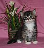 Maine Coons living in Russia, my small nursery.-1.jpg