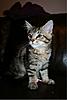 Mogwai is home :)-befunky_img_3094.jpg