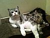Click image for larger version. 

Name:	LOngfellow and Angus.jpg 
Views:	14 
Size:	95.7 KB 
ID:	6118