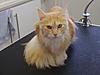 Lily, Jock & Arnold - a year on-lily.jpg