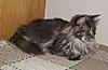 Click image for larger version. 

Name:	Little Dot.jpg 
Views:	30 
Size:	81.2 KB 
ID:	6146