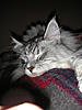 Click image for larger version. 

Name:	sleepy_kota.jpg 
Views:	21 
Size:	94.2 KB 
ID:	6156