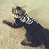 My MC kitten in a Halloween sweater [he actually didn't mind at all]!! <3 PHOTO!-425937_10152119831445531_767957406_n.jpg