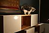 New Shelves, aka New Jungle Gym-angus-small.jpg