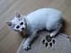 Buffy's New arrivals-nanuk-13wks.jpg