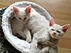 Buffy's New arrivals-max-cleo.jpg