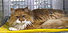 Click image for larger version. 

Name:	TX01.18394260-1-x.jpg 
Views:	5 
Size:	18.1 KB 
ID:	6586