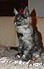 New Maine Coon kitten settling in :)-pipisitting.jpg