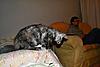 New Maine Coon kitten settling in :)-pipisofaarm.jpg