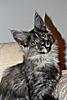 New Maine Coon kitten settling in :)-pipiface.jpg