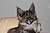 New Maine Coon kitten settling in :)-pipismile.jpg