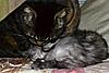 New Maine Coon kitten settling in :)-washtime.jpg