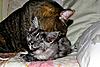 New Maine Coon kitten settling in :)-happywash.jpg