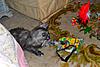 New Maine Coon kitten settling in :)-pipiplayfloor.jpg