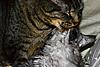New Maine Coon kitten settling in :)-smellybaby.jpg