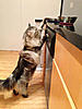 Impatient Kitty-longfellow-reaching-counter-top.jpg