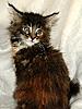 Only 20 days to go!-new-deedee-1.jpg