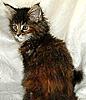 Only 20 days to go!-new-deedee-2.jpg