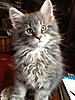 Collecting my first Maine Coon a week today!-img_2949_2.jpg