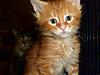 Introducing the cats-image.jpg