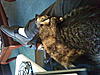 Another "IS this a MC?" Post.-asleep-my-lap.jpg