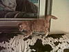 We are home !!!!!!-frazer-cow-lol.jpg