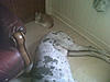 Frazer sussing out .............................-frazer-teddy.jpg