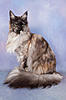 Ruskita Ruby Blue has a show brag.........-goe-moulton-3-6.jpg