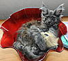 Click image for larger version. 

Name:	Just Willum (Billy) 12 weeks old.jpg 
Views:	46 
Size:	93.5 KB 
ID:	7159