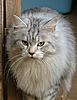 Bought 15th December 2009 .... we have now got her home..-pics-004.jpg
