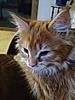 Ginger is one year old today!-photo-62-.jpg