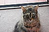 How chatty is your catty?-dsc01754.jpg