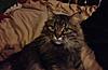 Is my cat a Maine Coon?-img_1655.jpg