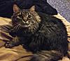 Is my cat a Maine Coon?-img_1657.jpg