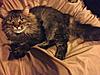 Is my cat a Maine Coon?-img_1661.jpg