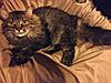 Is my cat a Maine Coon?-img_1661.jpg
