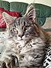 Things I've noticed about my MC kitten...-img_0809.jpg