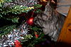 Christmas Cats!-005.jpg
