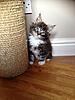 My Kitten!!!!-photo-2.jpg