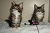 My MC Babies :)-kahn-shadow_2.jpg