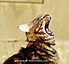 Isn't he cute? ))-20_09_2011-070_1.jpg