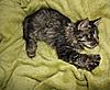 My sweet girl Hootie - what a doll!-hootie-5.jpg