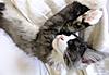 My new Maine Coon kitten - Lily-snoozer.jpg