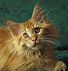 Introducing "Billy Blue"-image17.jpg