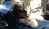 maine coon or maine coon cross?-10406937_10204164900695173_3949861673736640143_n.jpg