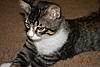 Rescue kitten - part maine coon?-tyn-2-12.6.jpg