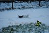 Cats and SNOW-badsworth-cheysuli-dsc_1940.jpg