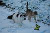 Cats and SNOW-badsworth-cheysuli-dsc_1942.jpg